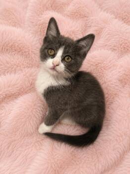 Deborahs GW 7 -  Domestic Short Hair Cat Available for Adoption in Glendora, California - Deborahs GW 7 | PetCurious