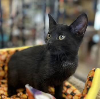 Rescue Domestic Short Hair Cats for Adoption in Wayne, New Jersey - Pandora | PetCurious
