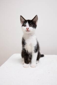 Lila -  Domestic Short Hair Cat for Adoption in Montclair, New Jersey - Lila | PetCurious