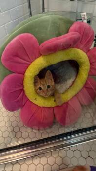 Domestic Short Hair Cats Available for Adoption in Little Rock, Arkansas - Leo | PetCurious