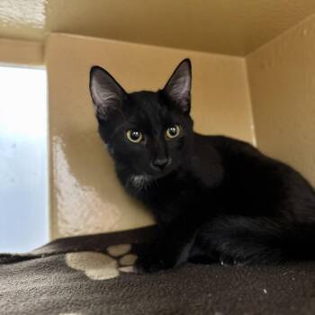 Dash -  Domestic Short Hair Cat for Adoption in Spokane, Washington - Dash | PetCurious