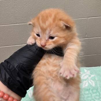 Alan -  Domestic Short Hair Cat for Adoption in Bristol, Indiana - Alan | PetCurious