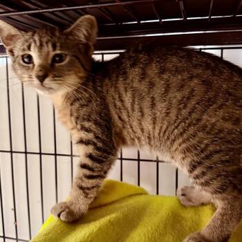 Watermelon -  Domestic Short Hair Cat for Adoption in NEW PT RICHEY, Florida - Watermelon | PetCurious