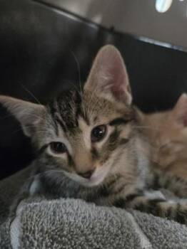Saul -  Domestic Short Hair Cat Available for Adoption in Savannah, Georgia - Saul | PetCurious