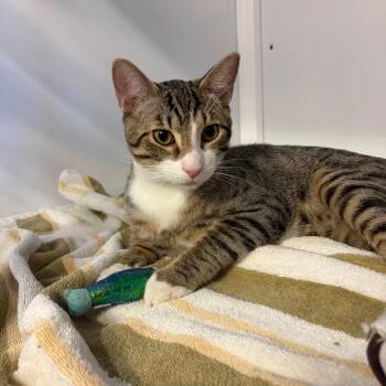 Joystick -  Domestic Short Hair Cat Available for Adoption in Sarasota, Florida - Joystick | PetCurious