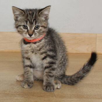Domestic Short Hair Cats Available for Adoption in Minnetonka, Minnesota - Potato Skins C69550 | PetCurious