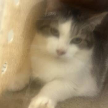 Julissa -  Domestic Short Hair Cat for Adoption in Philadelphia, Pennsylvania - Julissa | PetCurious