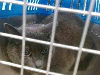 Domestic Short Hair Cats Available for Adoption - WINONA | PetCurious