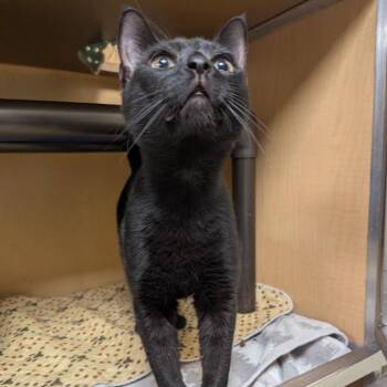 Marsh -  Domestic Short Hair Cat for Adoption in Chesapeake, Virginia - Marsh | PetCurious