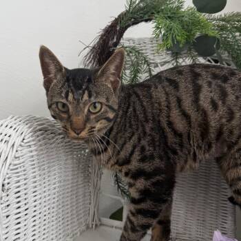 Little Harp Purr 56252 -  Domestic Short Hair Cat for Adoption in Eaton Rapids, Michigan - Little Harp Purr 56252 | PetCurious