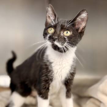Dali -  Domestic Short Hair Cat for Adoption in Stafford Township, New Jersey - Dali | PetCurious