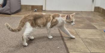 Compton -  Domestic Short Hair Cat for Adoption in South Bend, Indiana - Compton | PetCurious