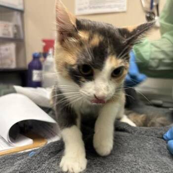 Shayla -  Domestic Short Hair Cat for Adoption in Tempe, Arizona - Shayla | PetCurious