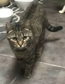 Rescue Domestic Short Hair Cats for Adoption in Danville, Kentucky - Stranger | PetCurious