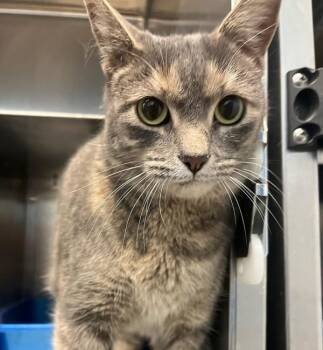 Angel -  Domestic Short Hair Cat for Adoption in Golden, Colorado - Angel | PetCurious