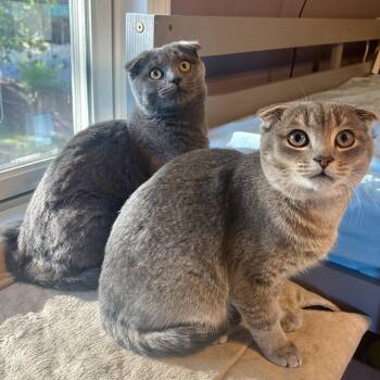 Rescue Scottish Fold Cats for Adoption in UNIVERSITY PA, Maryland - Stormy & Bogey | PetCurious