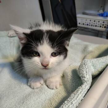 Sylvie -  Domestic Short Hair Cat for Adoption in Harrisonburg, Virginia - Sylvie | PetCurious