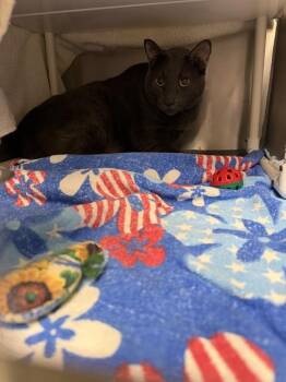 OOGIE -  Domestic Short Hair Cat for Adoption in Omaha, Nebraska - OOGIE | PetCurious