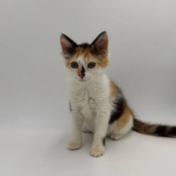 Penelope -  Domestic Short Hair Cat for Adoption in State College, Pennsylvania - Penelope | PetCurious