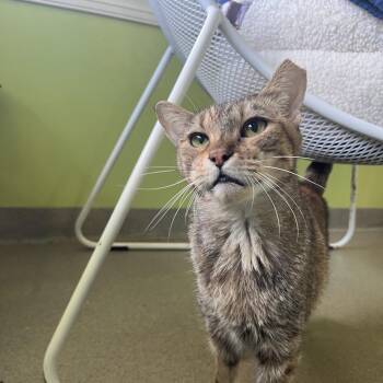 Domestic Short Hair Cats Available for Adoption in Lynchburg, Virginia - Tuna | PetCurious