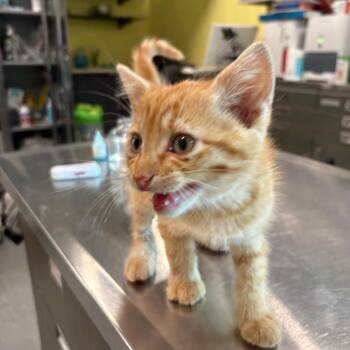 Merlin -  Domestic Short Hair Cat for Adoption in West Des Moines, Iowa - Merlin | PetCurious