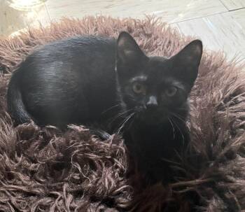 Donut -  Domestic Short Hair Cat for Adoption in Bossier City, Louisiana - Donut | PetCurious