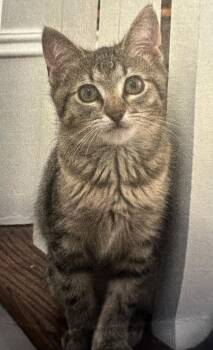 Domestic Short Hair Cats Available for Adoption - Charlotte | PetCurious