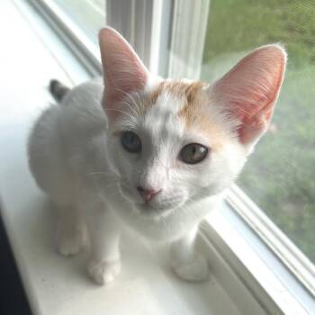 Butterscotch -  Domestic Short Hair Cat for Adoption in Panama City, Florida - Butterscotch | PetCurious