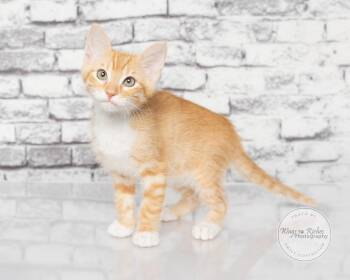 Julian -  Domestic Short Hair and Tabby Cat for Adoption in Tuscaloosa, Alabama - Julian | PetCurious