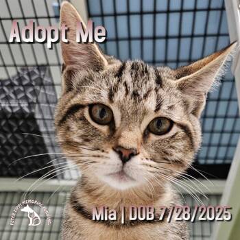 Rescue Tabby and Domestic Short Hair Cats for Adoption in Hermosa Beach, California - Mia | PetCurious