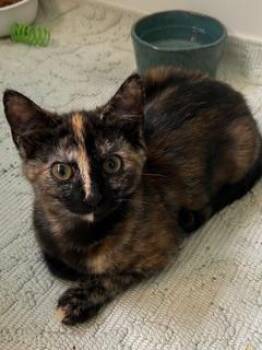 Chai -  Domestic Short Hair Cat for Adoption in Belmont, North Carolina - Chai | PetCurious