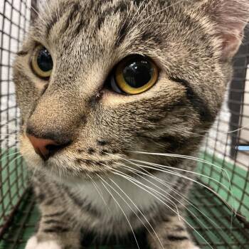 Honey -  Domestic Short Hair Cat for Adoption in San Gabriel, California - Honey | PetCurious