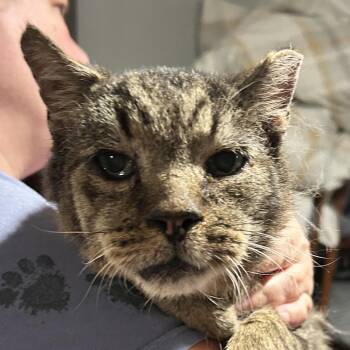 Cruiser -  Domestic Short Hair Cat for Adoption - Cruiser | PetCurious