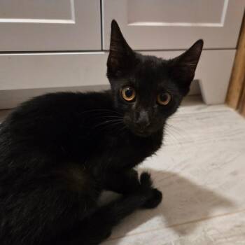 TPP-Stray-361 -  Domestic Short Hair Cat for Adoption in Houston, Texas - TPP-Stray-361 | PetCurious