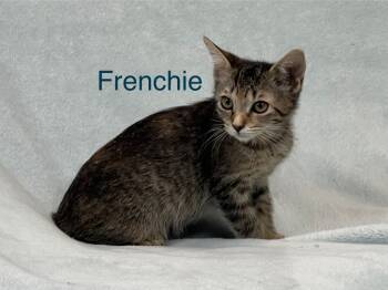 Rescue Domestic Short Hair Cats for Adoption in Liberty, New York - Frenchie | PetCurious