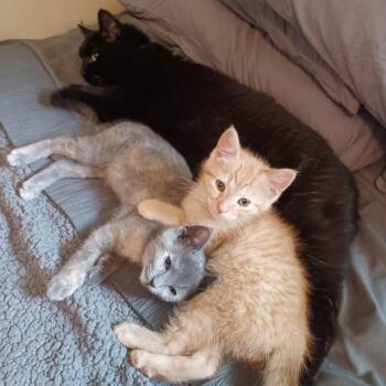 Colin -  Domestic Short Hair Cat for Adoption in New Berlin, Wisconsin - Colin | PetCurious