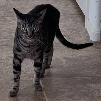Monkey -  Domestic Short Hair Cat for Adoption in Tempe, Arizona - Monkey | PetCurious