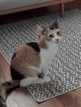 Ella -  Calico and Domestic Short Hair Cat for Adoption in Owatonna, Minnesota - Ella | PetCurious