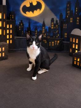 Bruce Wayne -  Domestic Short Hair Cat for Adoption in Dallas, Texas - Bruce Wayne | PetCurious