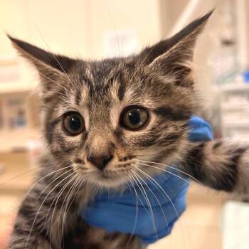 Tokyo -  Domestic Short Hair Cat for Adoption in Woodinville, Washington - Tokyo | PetCurious