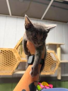 Sylvia -  Domestic Short Hair Cat for Adoption in Leitchfield, Kentucky - Sylvia | PetCurious