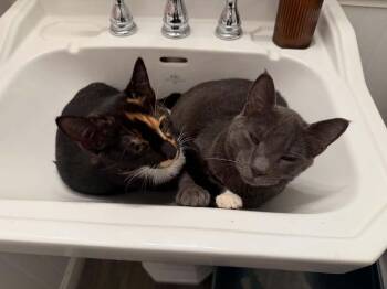 Stitch -  Domestic Short Hair Cat for Adoption in Salisbury, North Carolina - Stitch | PetCurious