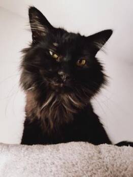 Domestic Long Hair and Domestic Short Hair Cats Available for Adoption - Zeni (Doctor Mew) | PetCurious
