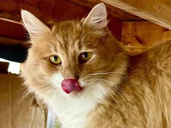 Rescue Maine Coon and Domestic Long Hair Cats for Adoption in Franklin, West Virginia - Sprinkles | PetCurious