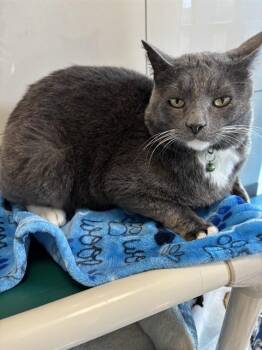 Domestic Short Hair Cats Available for Adoption in Forney, Texas - BROOKE | PetCurious