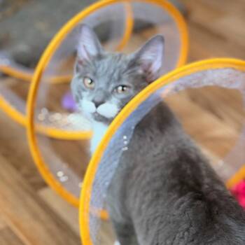 Stash -  Domestic Short Hair Cat for Adoption in Honeoye, New York - Stash | PetCurious