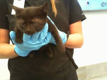 Domestic Short Hair Cats Available for Adoption in Charlotte, North Carolina - A1263444 | PetCurious
