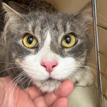 Emerald Starr -  Domestic Medium Hair Cat for Adoption in Philadelphia, Pennsylvania - Emerald Starr | PetCurious