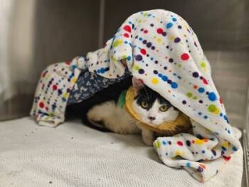 Rescue Domestic Short Hair Cats for Adoption in Batavia, Ohio - Wilhelmina | PetCurious