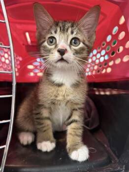 Happy Gilmore -  Domestic Short Hair Cat for Adoption in West Chester, Pennsylvania - Happy Gilmore | PetCurious